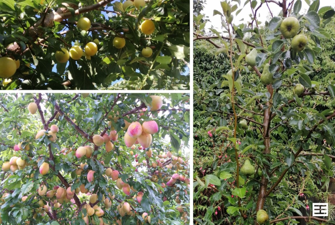 15 edwin grove bethlehem nz fruits